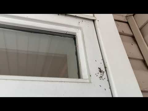 Ants, Ants, and More Ants Found All Over This Building in Ewing, NJ