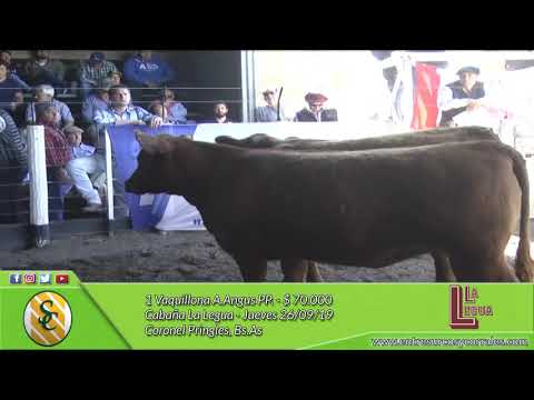 26-09-19 - Venta de Vaquillonas A.Angus - Cabaña La Legua - Coronel Pringles
