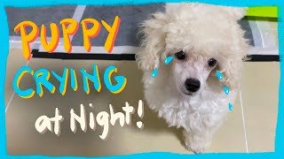 How I stop my puppy from crying at night | Realtime puppy training| Winter Series| The Poodle Mom