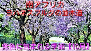 【南アフリカ】　10月のジャカランダ　＠ヨハネスブルグ