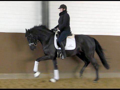 Gelding by Dubarry, just started, *2014