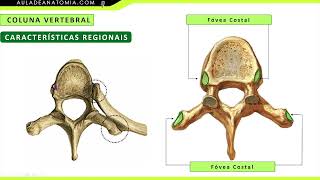 CARACTERÍSTICAS REGIONAIS  DA COLUNA VERTEBRAL  #anatomia #fisioterapia #medicina #medico #quiron