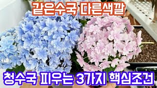청수국 피우는 3가지 핵심조건!! 파란수국 피우는 과학적 원리!!