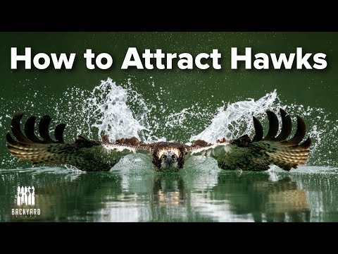 , title : 'How to Attract Hawks to Your Backyard'