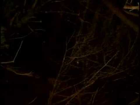 Katie's of Smithtown Video 1