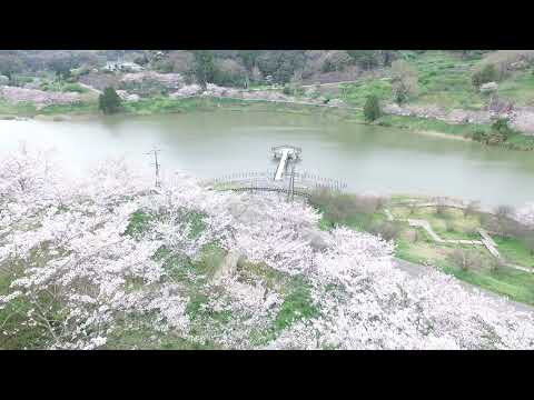 佐久間ダムのソメイヨシノ