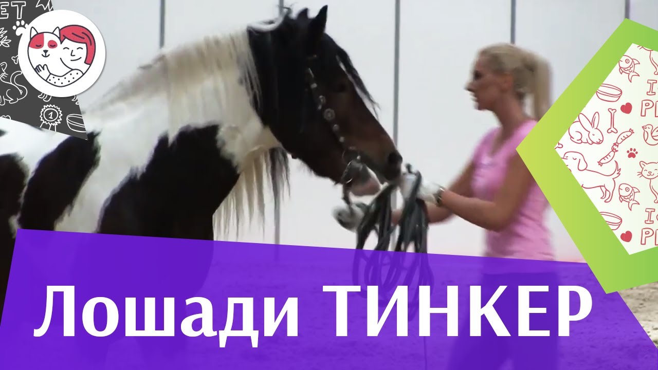 ЛОШАДИ порода Тинкер ЭКВИРОС 2016 на ilikepet