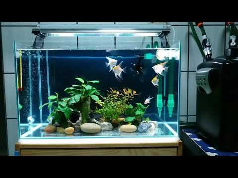 兩呎缸中型魚