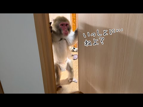 夜、寂しくて飼い主の部屋に来るウチの猿が可愛いから見て！！！