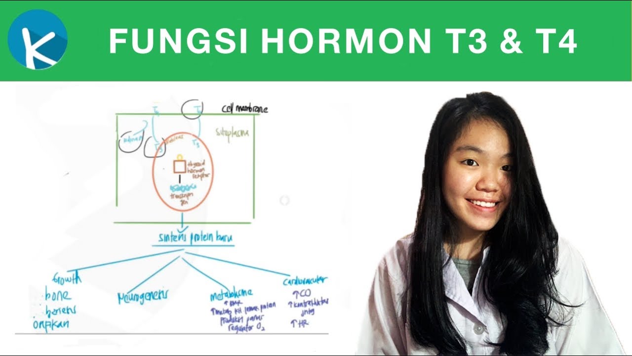 Fungsi Hormon Tiroid - Fisiologi Hormon Tiroid Part 2