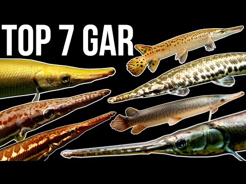 Top 7 Gar Species