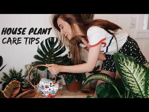 MY HOUSEPLANT COLLECTION (how to not kill your plants)