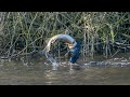 Aalscholver Worstelt Met Snoek Great Cormorant Struggling With Pike