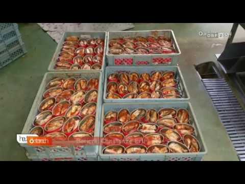 Zahlreiche gefälschte Lebensmittel ORF Heute Österreich