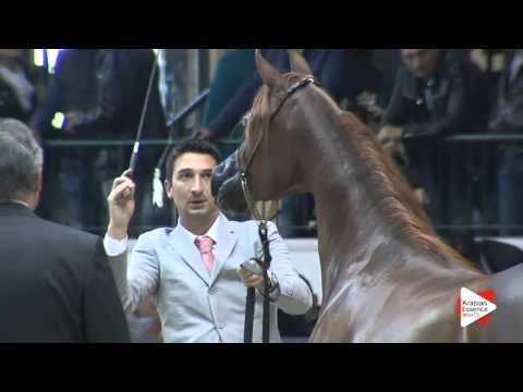 N.70 EUROBELLE KA - Milan 2016 - Mares 4-6 years old (Class 7)