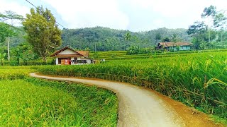 Download lagu SUNGGUH INDAH! Pemandangan Alam Tasikmalaya, Suasana Pedesaan Jawa Barat, Beautiful Village Atmosfer mp3
