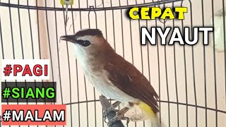Download lagu AMPUH Pancingan trucukan GACOR Bikin trucuk malas bunyi JADI RAJIN BUNYI mp3