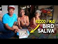 The Most Expensive SALIVA In The World Found In Malaysia The Edible Birdnest EP36