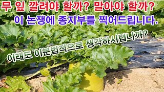 무 잎 깔려야 하나?  말아야 하나? 이 논쟁에 종지부를 찍어드립니다.(무 재배, 무 비대 작업, 무 굵게 …