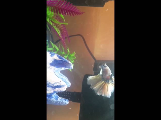 MY BETTA FISH HANING IN CORNER AND AT TOP OF TANK...IS HE SICK?
