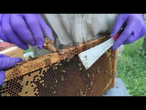 Extra Queen Cells! How to Make Good Use of Them