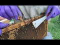 Extra Queen Cells How To Make Good Use Of Them