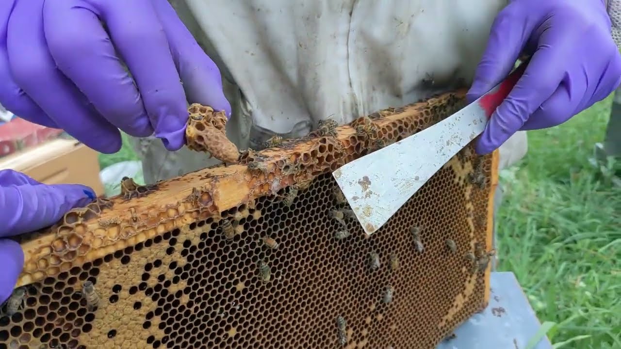 Extra Queen Cells! How to Make Good Use of Them