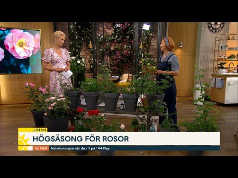Trädgårdsmästarens bästa tips för fina rosor - Nyhetsmorgon (TV4)