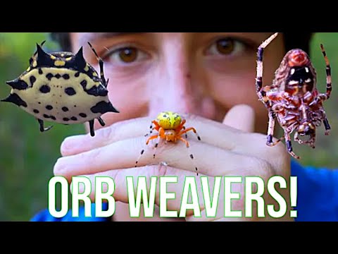 Orb Weaver Spiders: Everything You Need To Know!