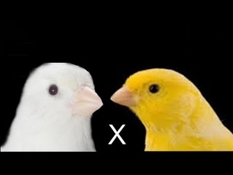 CANARIO BELGA CAMPAINHA LUTEUS - VÍDEO COM 2 HORAS DE PURO CANTO CAMPAINHA - CANARY SINGIN