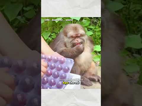 Món quà nhỏ cho chú khỉ tật