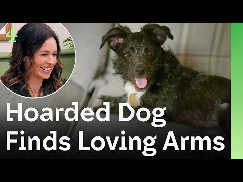 Hoarded Dog Finds Loving Arms After Months of Neglect | The Dog House 🐶