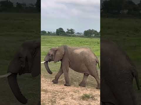 Safari on a Budget in Tanzania #shorts #safari #tanzania