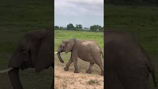 Safari on a Budget in Tanzania #shorts #safari #tanzania