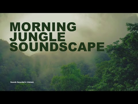 Morning Jungle Sounds - Vietnam. 5 Hours+ Relaxing Nature Sounds for Sleeping, Meditation or Work.