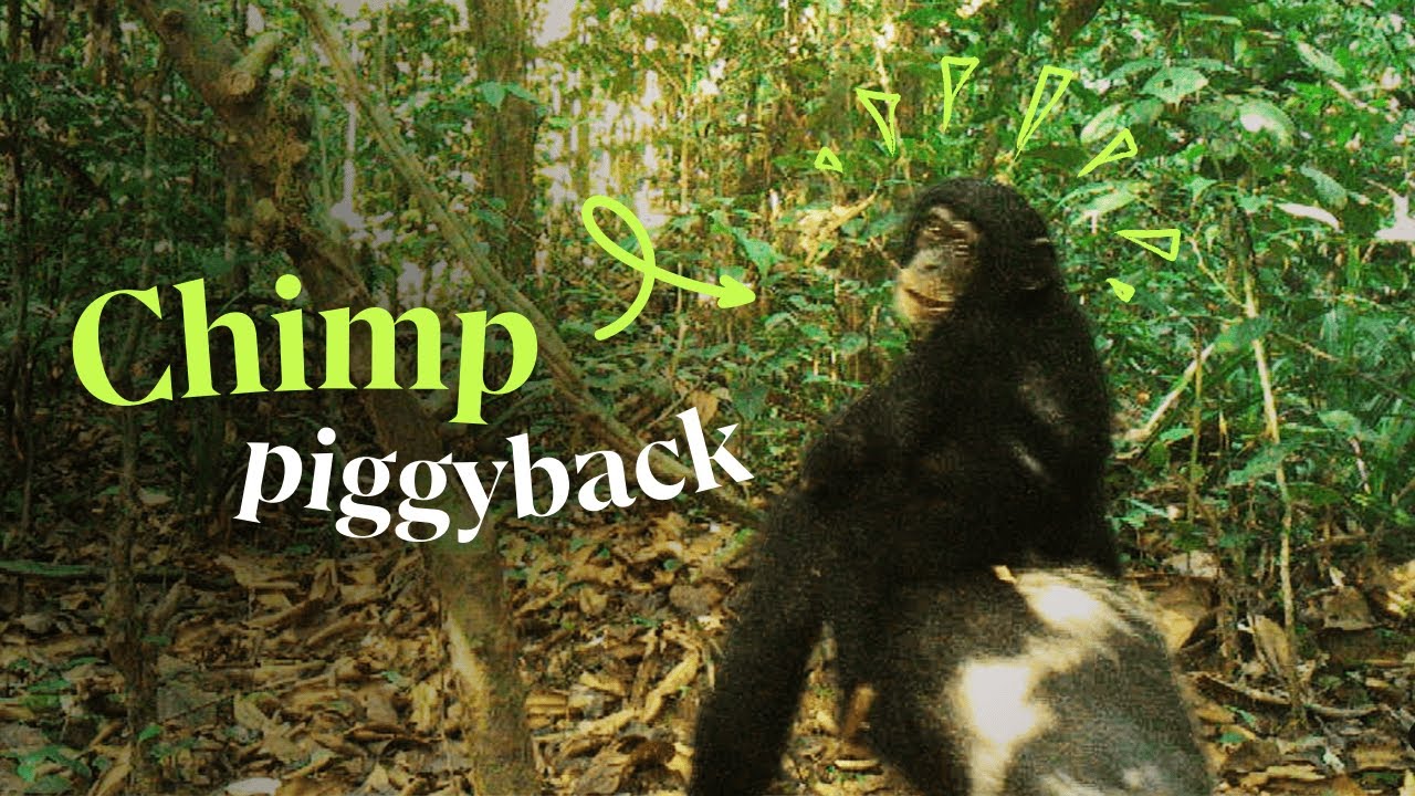 Chimp piggyback caught on a camera trap in Liberia