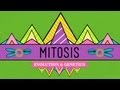 Mitosis Splitting Up Is Complicated Crash Course Biology 12