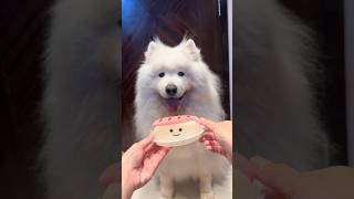 薩摩耶日常 ep17 Samoyed Tako’s life in Hong Kong #dogshorts 