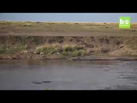 ANNELİK BUTUN CANLILARDA AYNI YAVRULARINA KARSI FEDAKAR ANNELER