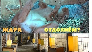 Вольер для кроликов открытого и закрытого типа / Летнее и зимнее содержание