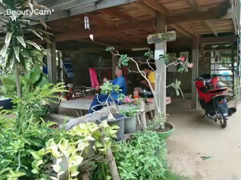 Thailand 2019 С Днем Матери, Таиланд