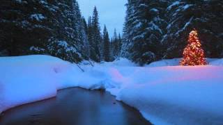 Alfie the Christmas Tree