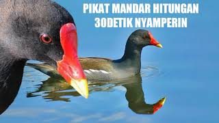 Download lagu 🟡suara pikat burung mandar batu 💯% ampuh | Hitungan Detik nyamperin mp3