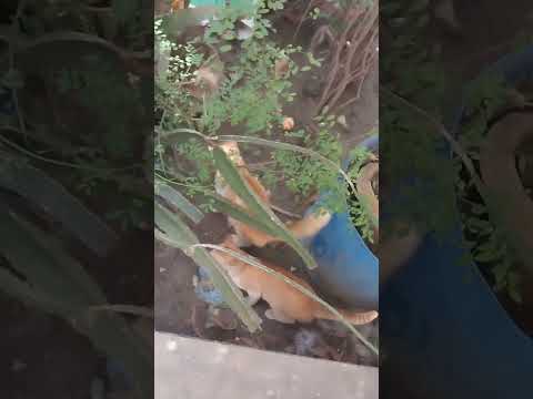 CATS FUNNY MOMENTS😅😆