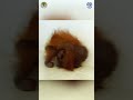 This is what a traumatized orangutan looks like #orangutan #animals #ape