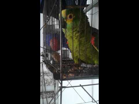 Papagaio descolado ( Familia ViVi)