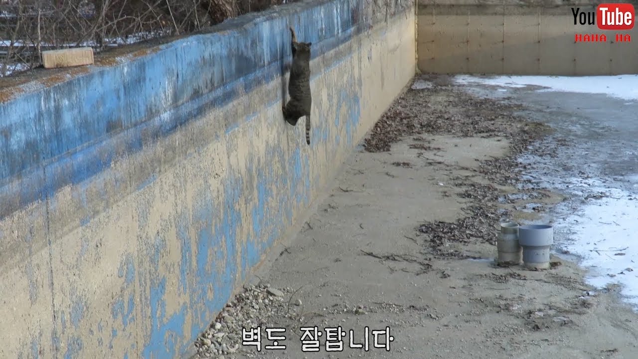 길냥이들은 겨울에 변신을 합니다