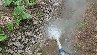 Cách diệt mầm cỏ không cần dùng thuốc hóa học, hiệu quả, an toàn, thân thiện môi trường