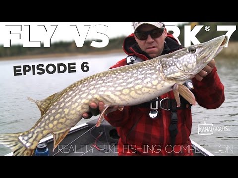 Fly vs Jerk 7 - EPISODE 6 - Live Reactions from the Audience and Contestants - Kanalgratis.se