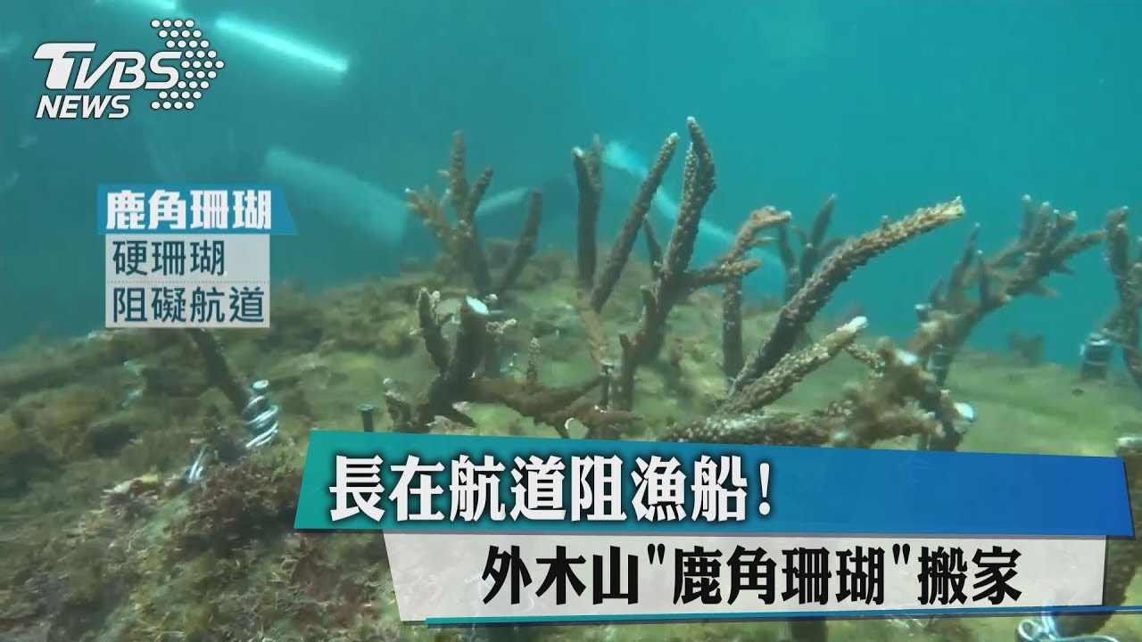 長在航道阻漁船! 外木山鹿角珊瑚搬家
